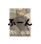 おこめ（オカメインコ）第三弾（個別スタンプ：2）