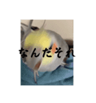 おこめ（オカメインコ）第三弾（個別スタンプ：6）