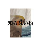 おこめ（オカメインコ）第三弾（個別スタンプ：8）