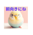 カワイイ✨鳥達✨セキセインコ✨癒し✨（個別スタンプ：16）