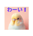 カワイイ✨鳥達✨セキセインコ✨癒し✨（個別スタンプ：17）