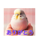 カワイイ✨鳥達✨セキセインコ✨癒し✨（個別スタンプ：19）