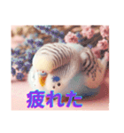 カワイイ✨鳥達✨セキセインコ✨癒し✨（個別スタンプ：21）