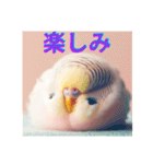 カワイイ✨鳥達✨セキセインコ✨癒し✨（個別スタンプ：23）