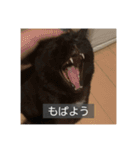 怠惰猫（字幕付き）（個別スタンプ：1）