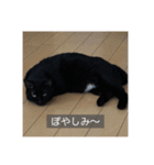 怠惰猫（字幕付き）（個別スタンプ：2）