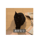 怠惰猫（字幕付き）（個別スタンプ：3）