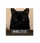 怠惰猫（字幕付き）（個別スタンプ：4）