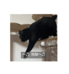 怠惰猫（字幕付き）（個別スタンプ：10）