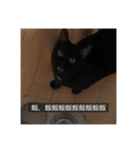 怠惰猫（字幕付き）（個別スタンプ：13）