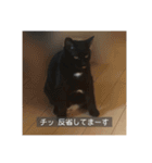 怠惰猫（字幕付き）（個別スタンプ：15）