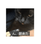 怠惰猫（字幕付き）（個別スタンプ：19）