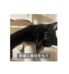 怠惰猫（字幕付き）（個別スタンプ：21）