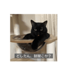 怠惰猫（字幕付き）（個別スタンプ：23）