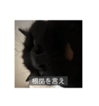 怠惰猫（字幕付き）（個別スタンプ：24）