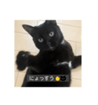 怠惰猫（字幕付き）（個別スタンプ：29）