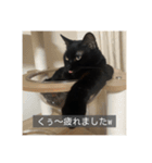 怠惰猫（字幕付き）（個別スタンプ：30）