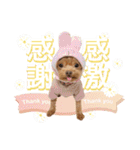 中身は粒あんです⋈˖*（個別スタンプ：10）