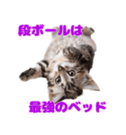 猫が伝えたいキモチ（個別スタンプ：8）