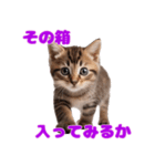 猫が伝えたいキモチ（個別スタンプ：11）