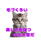 猫が伝えたいキモチ（個別スタンプ：13）