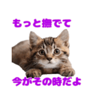 猫が伝えたいキモチ（個別スタンプ：21）