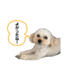 ロンちゃんの日常2024ver（個別スタンプ：13）