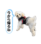 ロンちゃんの日常2024ver（個別スタンプ：16）