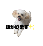 ロンちゃんの日常2024ver（個別スタンプ：17）