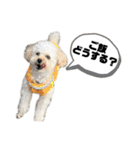 ロンちゃんの日常2024ver（個別スタンプ：25）