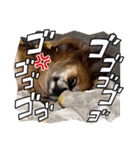 らくらん（個別スタンプ：19）