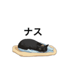 うち猫『うに太』（個別スタンプ：17）