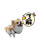 たまっこルビー（個別スタンプ：3）