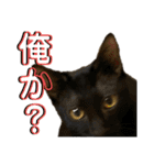 お酒とネコ好きな日常会話11（個別スタンプ：1）