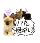 お酒とネコ好きな日常会話11（個別スタンプ：7）