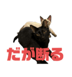 お酒とネコ好きな日常会話11（個別スタンプ：14）