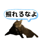 お酒とネコ好きな日常会話11（個別スタンプ：15）