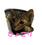 お酒とネコ好きな日常会話11（個別スタンプ：16）