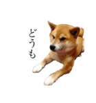 柴犬善さん2( 若かりし頃)（個別スタンプ：1）