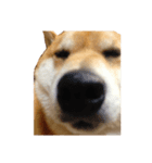 柴犬善さん2( 若かりし頃)（個別スタンプ：2）