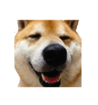 柴犬善さん2( 若かりし頃)（個別スタンプ：3）