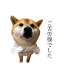 柴犬善さん2( 若かりし頃)（個別スタンプ：4）