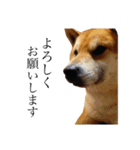 柴犬善さん2( 若かりし頃)（個別スタンプ：5）