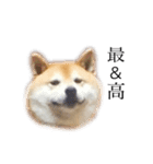 柴犬善さん2( 若かりし頃)（個別スタンプ：7）