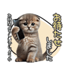 リアルシリーズ＃子猫1【敬語・仕事】（個別スタンプ：16）