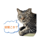 【猫】天とほののスタンプ 拡大版（個別スタンプ：11）