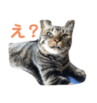 【猫】天とほののスタンプ 拡大版（個別スタンプ：13）