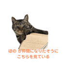 【猫】天とほののスタンプ 拡大版（個別スタンプ：15）