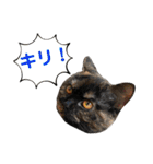 フクノア日和（個別スタンプ：6）