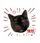 フクノア日和（個別スタンプ：12）